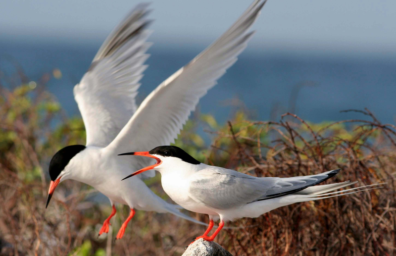 The endangered roseate tern. Image: Wikimedia Commons
